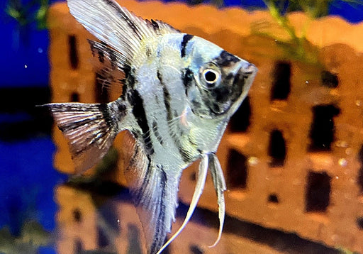 Marmor-Skalar - Pterophyllum scalare aqua-teck