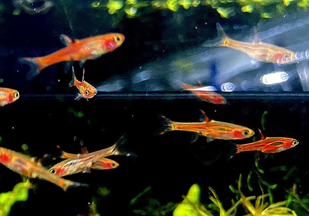 Moskitobärbling - Boraras brigittae aqua-teck