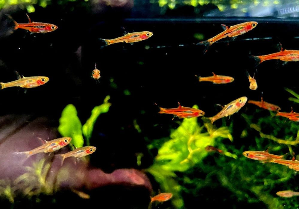 Moskitobärbling - Boraras brigittae aqua-teck