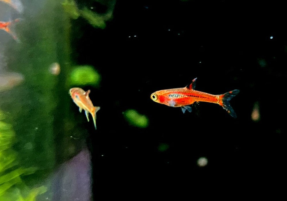 Moskitobärbling - Boraras brigittae aqua-teck