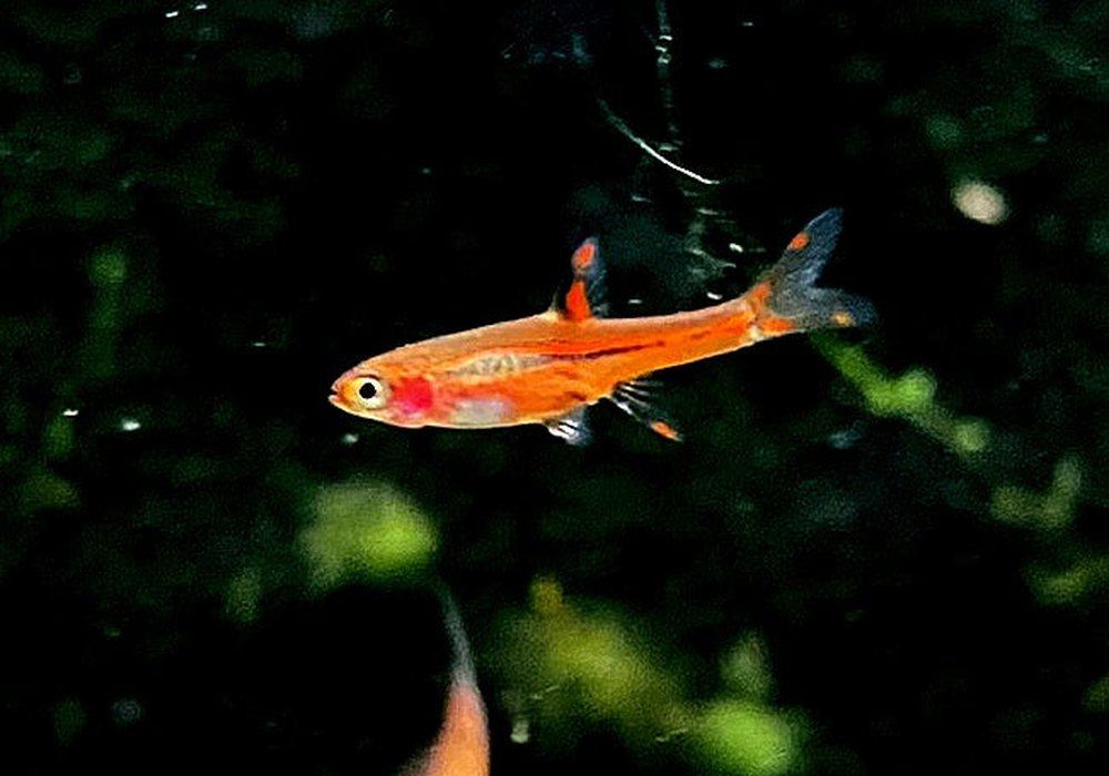 Moskitobärbling - Boraras brigittae aqua-teck