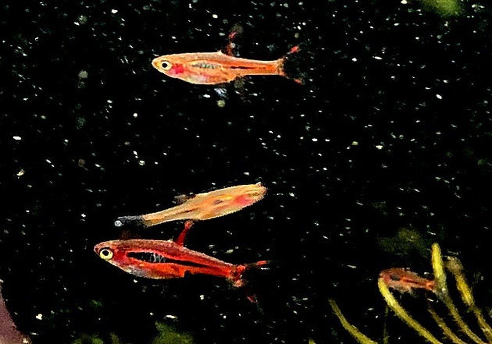 Moskitobärbling - Boraras brigittae aqua-teck