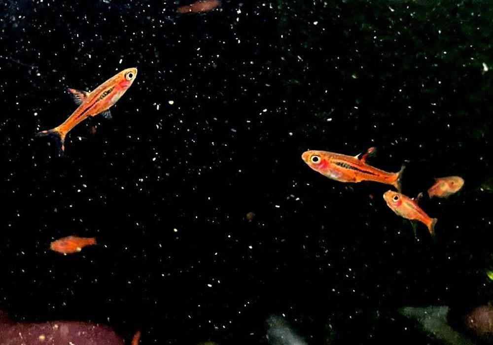 Moskitobärbling - Boraras brigittae aqua-teck