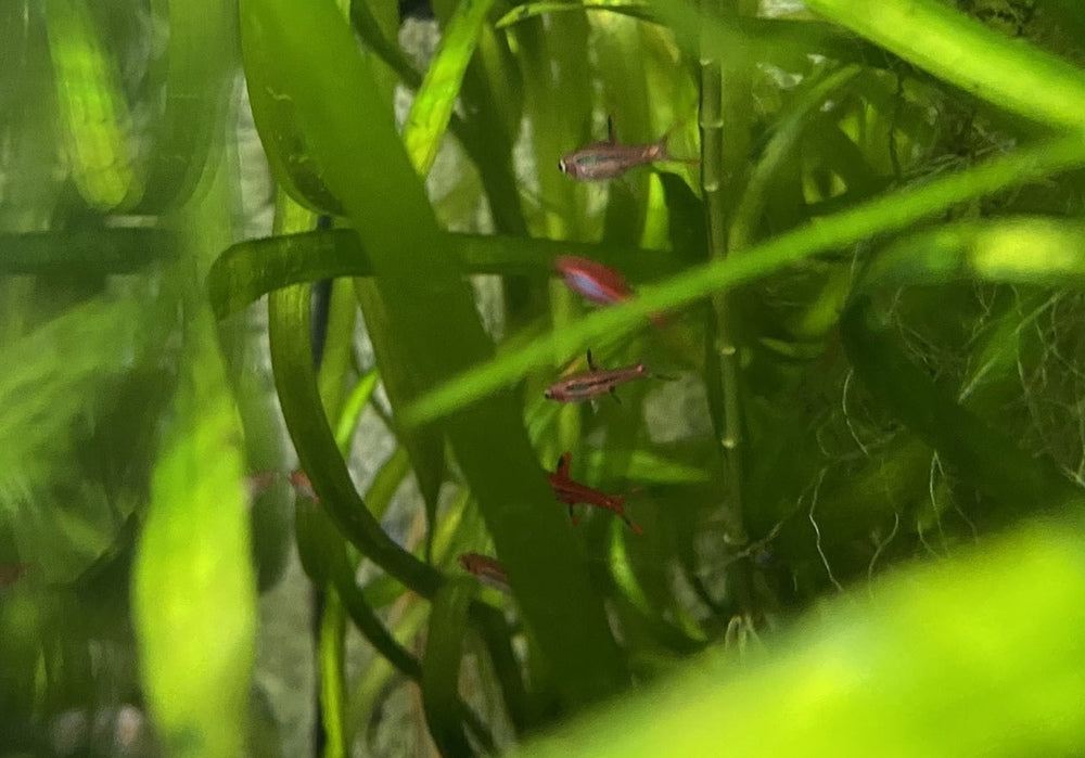 Moskitobärbling - Boraras brigittae aqua-teck