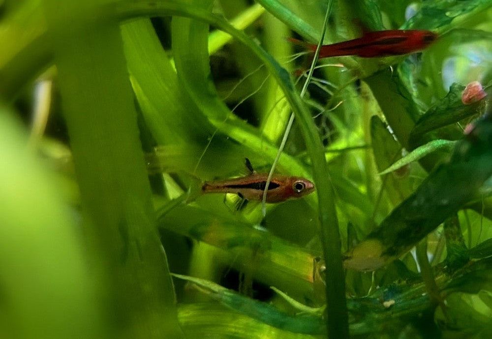Moskitobärbling - Boraras brigittae aqua-teck