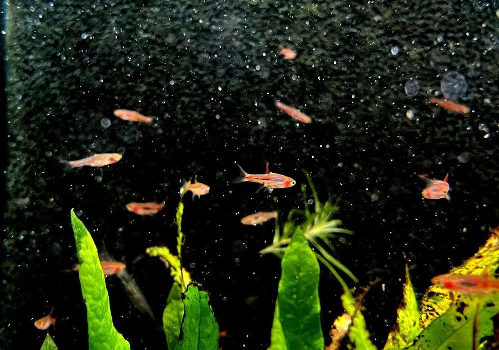 Moskitobärbling - Boraras brigittae aqua-teck