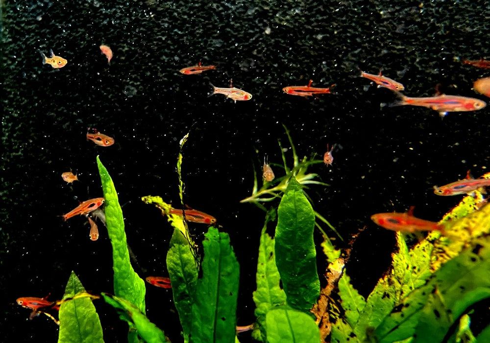 Moskitobärbling - Boraras brigittae aqua-teck