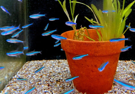 Blauer Neon - Neonsalmler blau - Paracheirodon simulans image