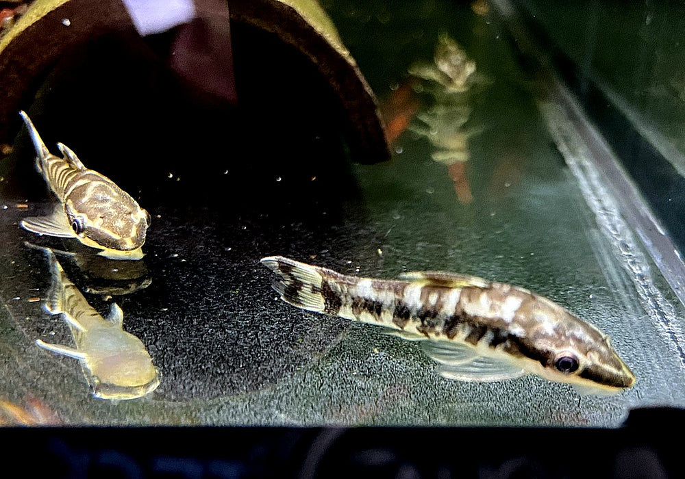 WIEDER DA!!! - Zebra-Otocinclus - Otocinclus cocama