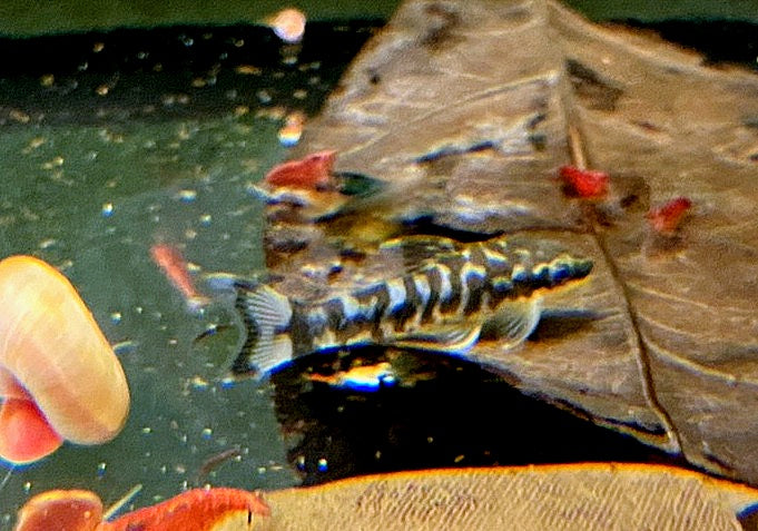 WIEDER DA!!! - Zebra-Otocinclus - Otocinclus cocama