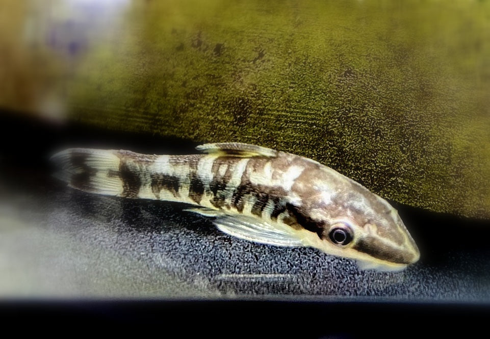 WIEDER DA!!! - Zebra-Otocinclus - Otocinclus cocama