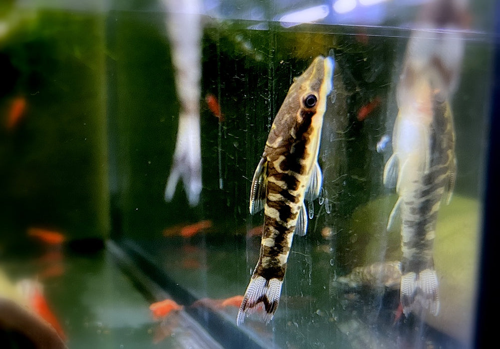 WIEDER DA!!! - Zebra-Otocinclus - Otocinclus cocama