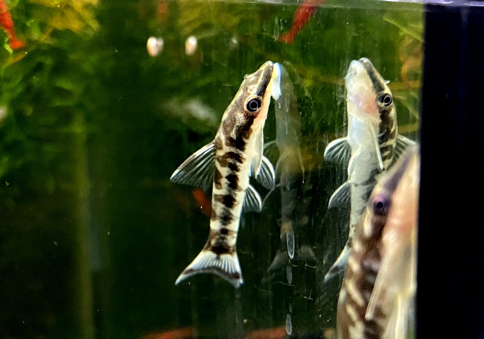 WIEDER DA!!! - Zebra-Otocinclus - Otocinclus cocama