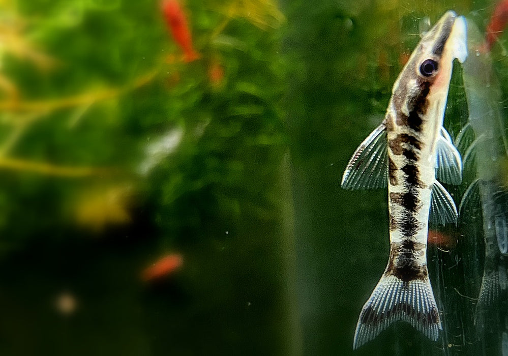 WIEDER DA!!! - Zebra-Otocinclus - Otocinclus cocama