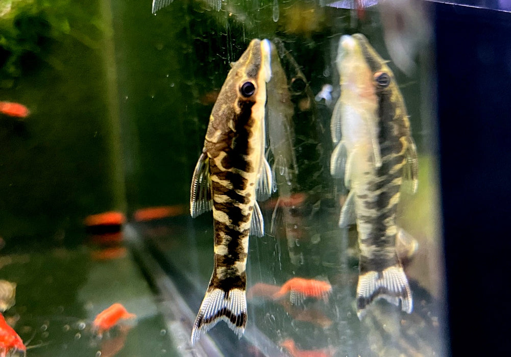 WIEDER DA!!! - Zebra-Otocinclus - Otocinclus cocama