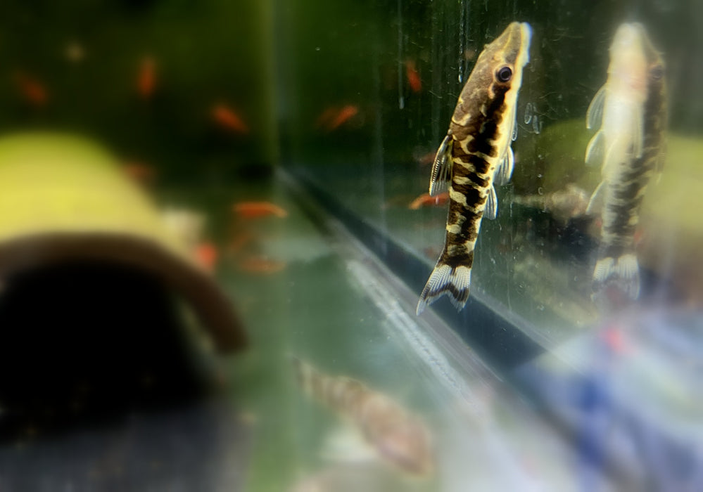 WIEDER DA!!! - Zebra-Otocinclus - Otocinclus cocama