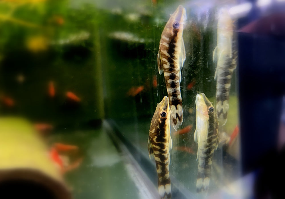 WIEDER DA!!! - Zebra-Otocinclus - Otocinclus cocama