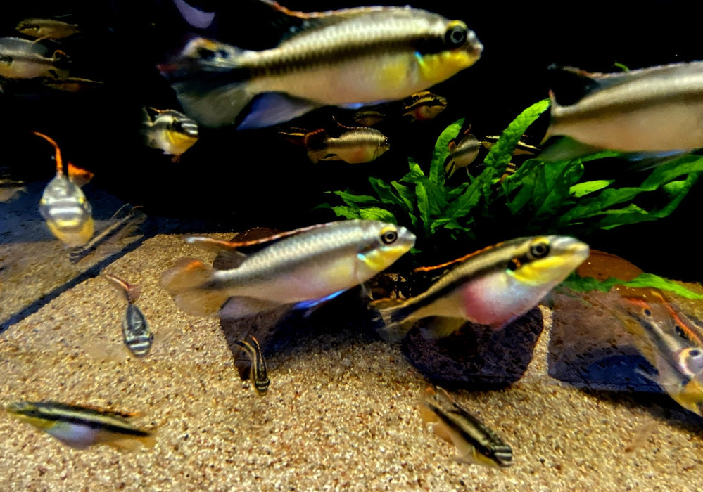 Purpurbrachtbarsch "spotted" - Pelvicachromis pulcher