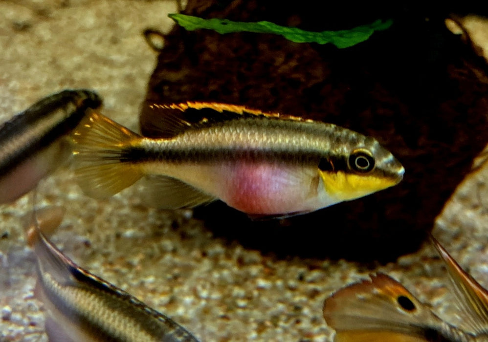Purpurbrachtbarsch "spotted" - Pelvicachromis pulcher