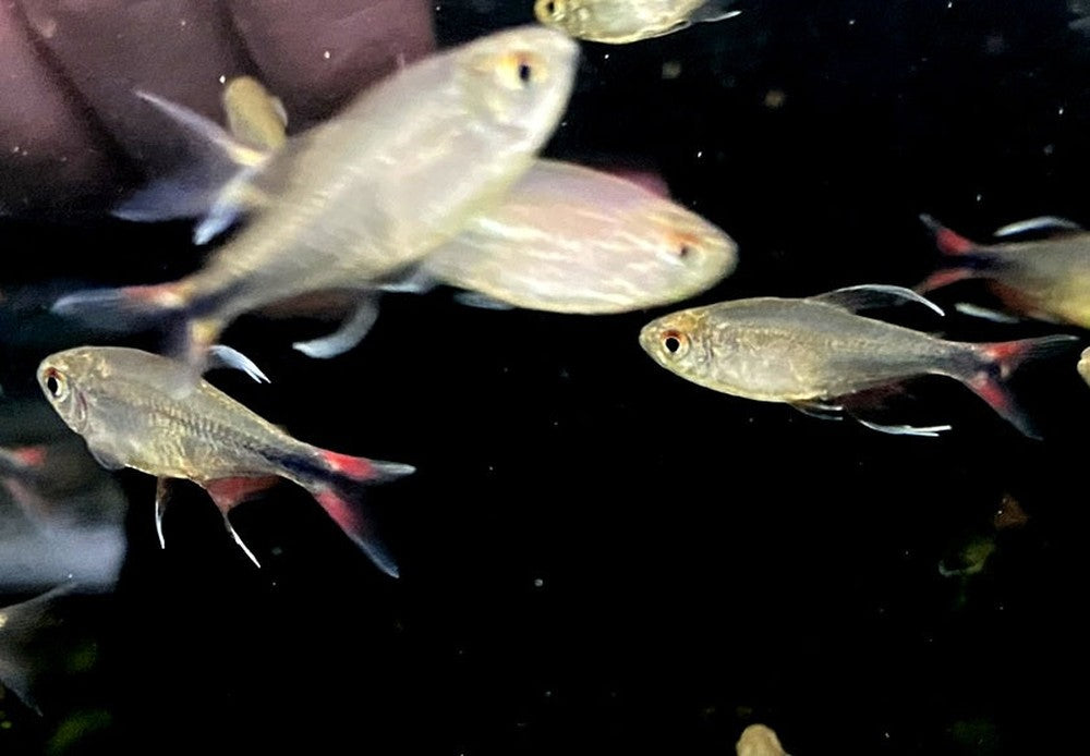 Phönixsalmler - Hyphessobrycon filamentosus aqua-teck