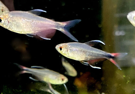 Phönixsalmler - Hyphessobrycon filamentosus aqua-teck