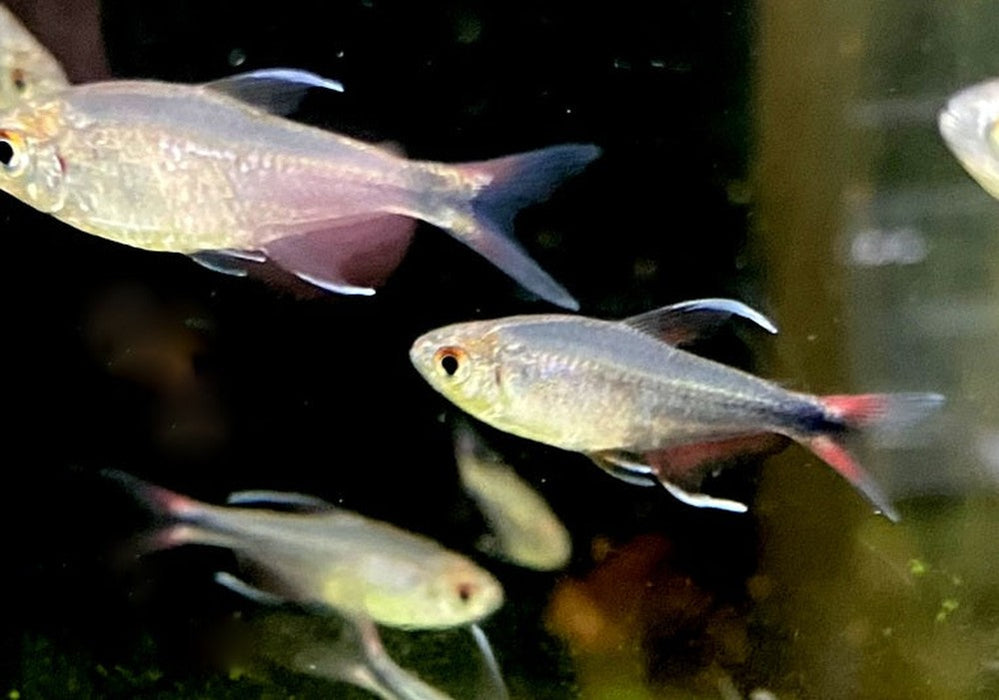 Phönixsalmler - Hyphessobrycon filamentosus aqua-teck