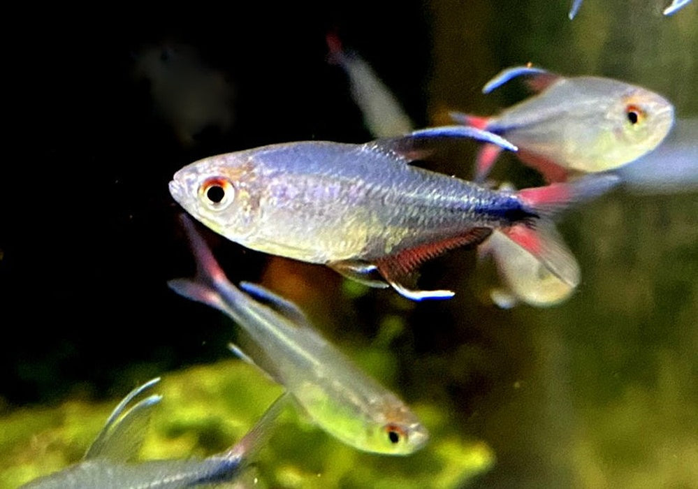 Phönixsalmler - Hyphessobrycon filamentosus aqua-teck