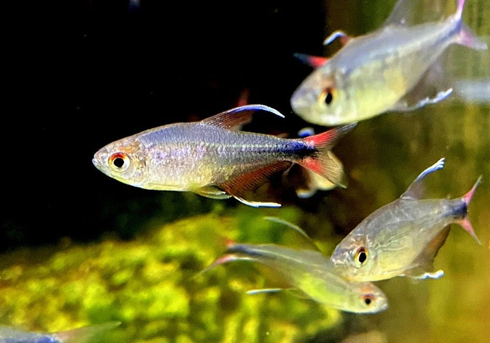 Phönixsalmler - Hyphessobrycon filamentosus aqua-teck