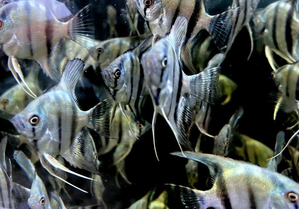 Blauer Skalar - Pterophyllum scalare aqua-teck