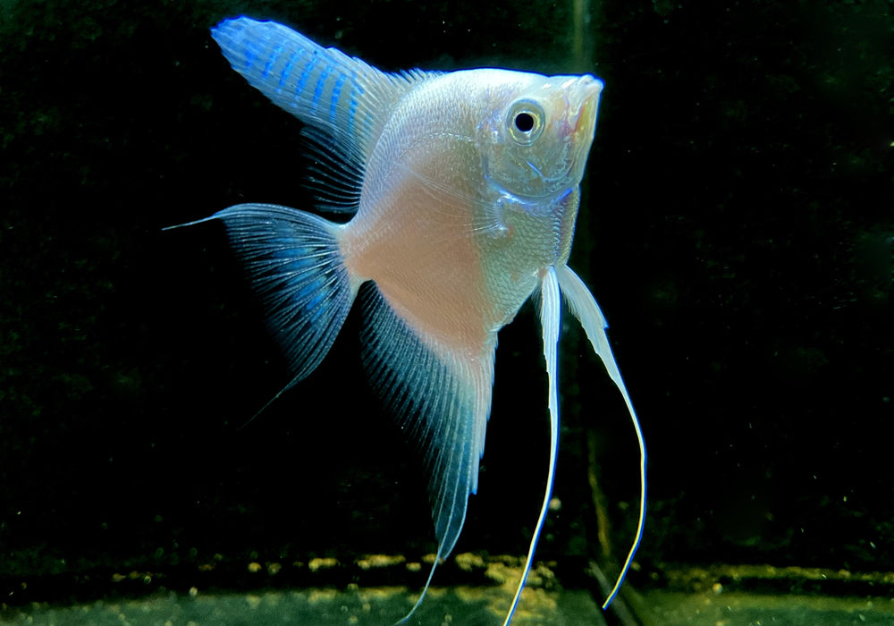 Platin Weiß Skalar - Pterophyllum scalare "platinum white"