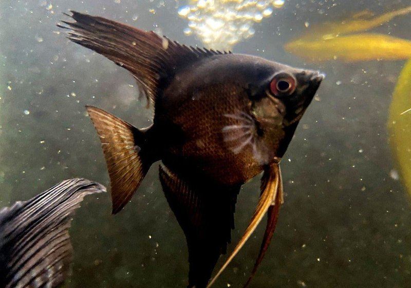 Skalar schwarz - Pterophyllum scalare aqua-teck