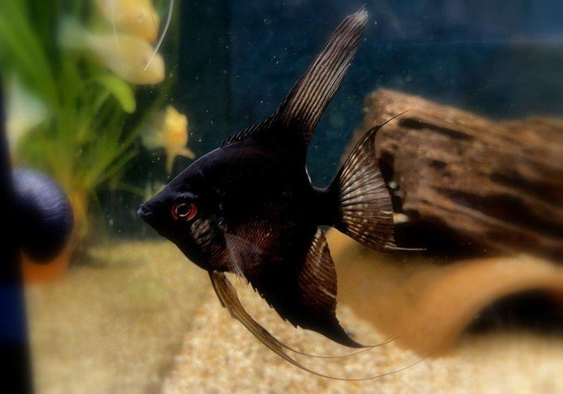 Skalar schwarz - Pterophyllum scalare aqua-teck