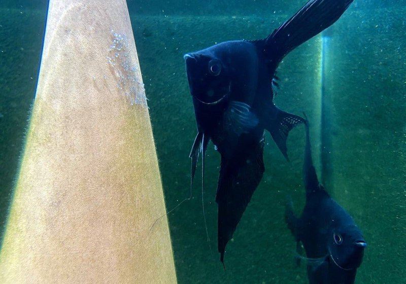 Skalar schwarz - Pterophyllum scalare aqua-teck