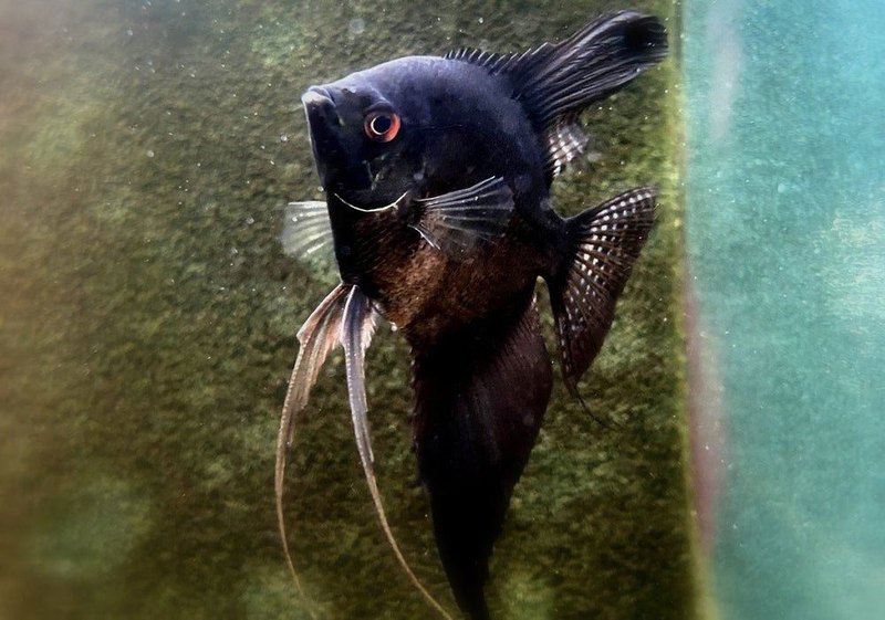 Skalar schwarz - Pterophyllum scalare aqua-teck