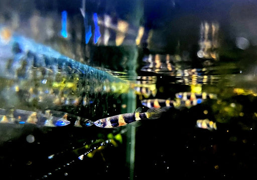 zzz_Ringelhechtling - Epiplatys annulatus aqua-teck