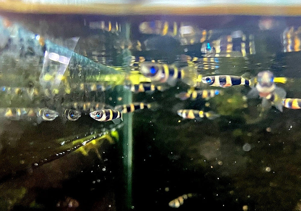 zzz_Ringelhechtling - Epiplatys annulatus aqua-teck