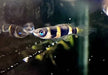 zzz_Ringelhechtling - Epiplatys annulatus aqua-teck