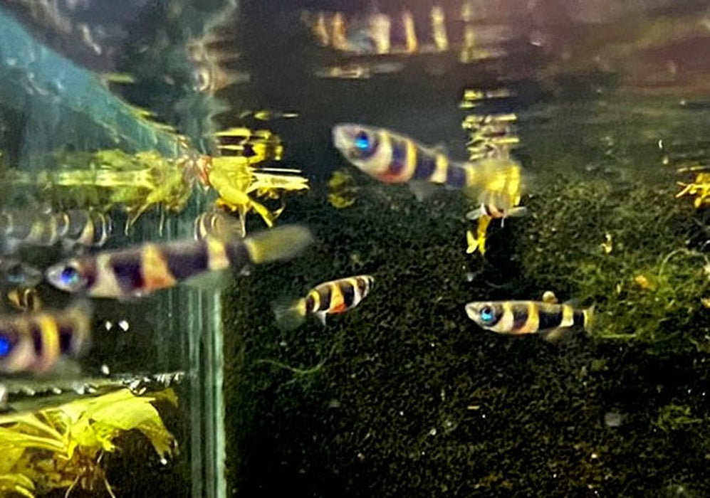 zzz_Ringelhechtling - Epiplatys annulatus aqua-teck