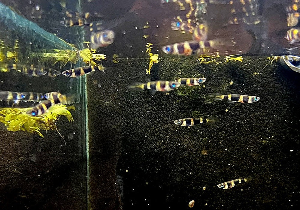 zzz_Ringelhechtling - Epiplatys annulatus aqua-teck