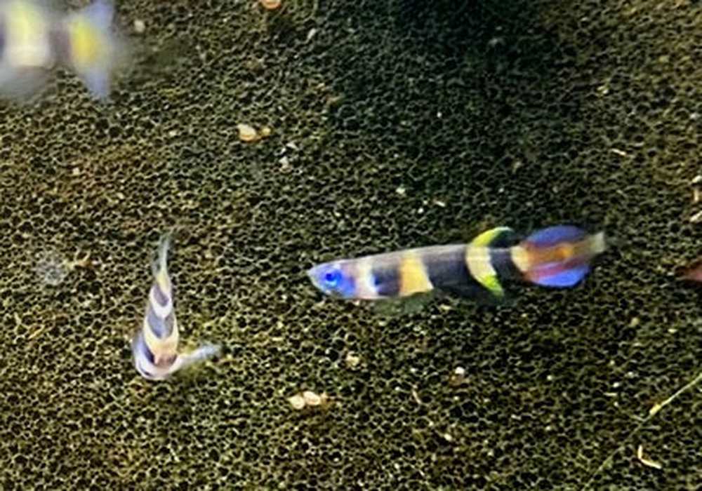 zzz_Ringelhechtling - Epiplatys annulatus aqua-teck