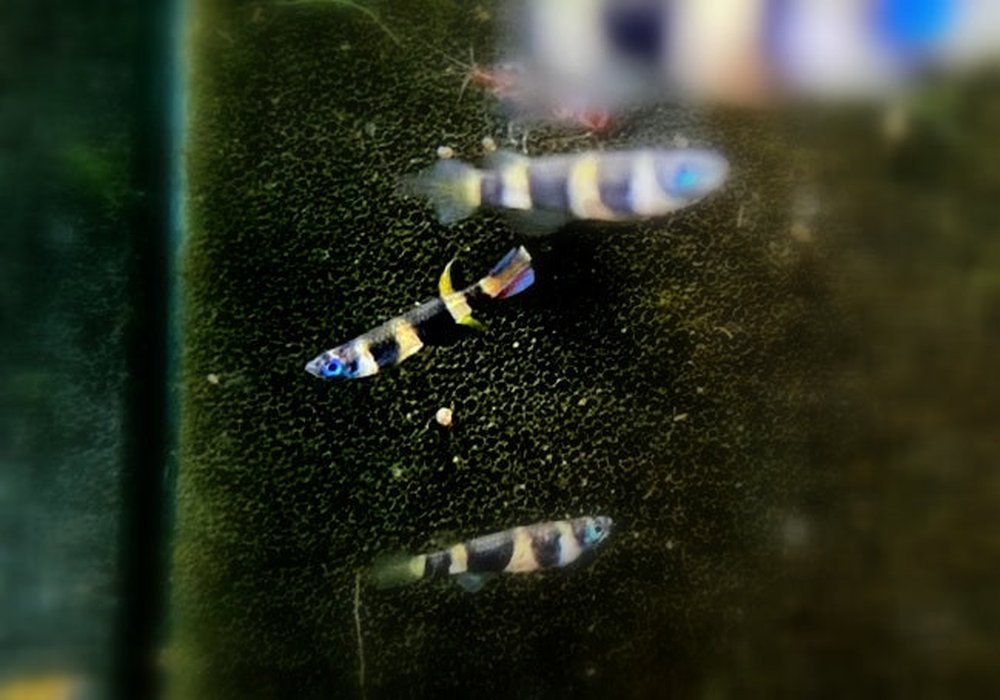 zzz_Ringelhechtling - Epiplatys annulatus aqua-teck