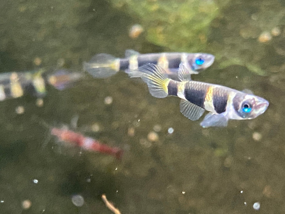 zzz_Ringelhechtling - Epiplatys annulatus aqua-teck