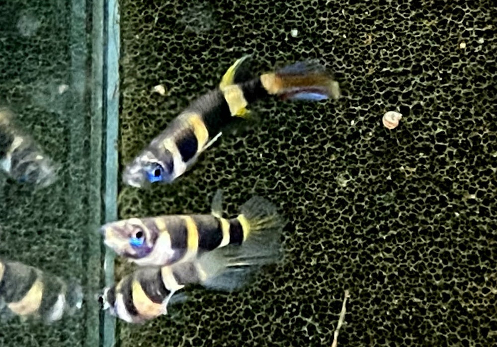 zzz_Ringelhechtling - Epiplatys annulatus aqua-teck