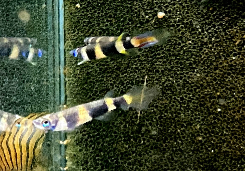 zzz_Ringelhechtling - Epiplatys annulatus aqua-teck