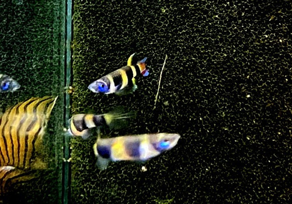 zzz_Ringelhechtling - Epiplatys annulatus aqua-teck