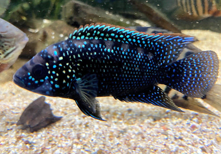 Achtbindenbuntbarsch 