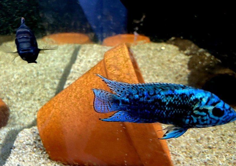 Wieder da! - Achtbindenbuntbarsch "Blue Dempsey" - Rocio octofasciatum aqua-teck