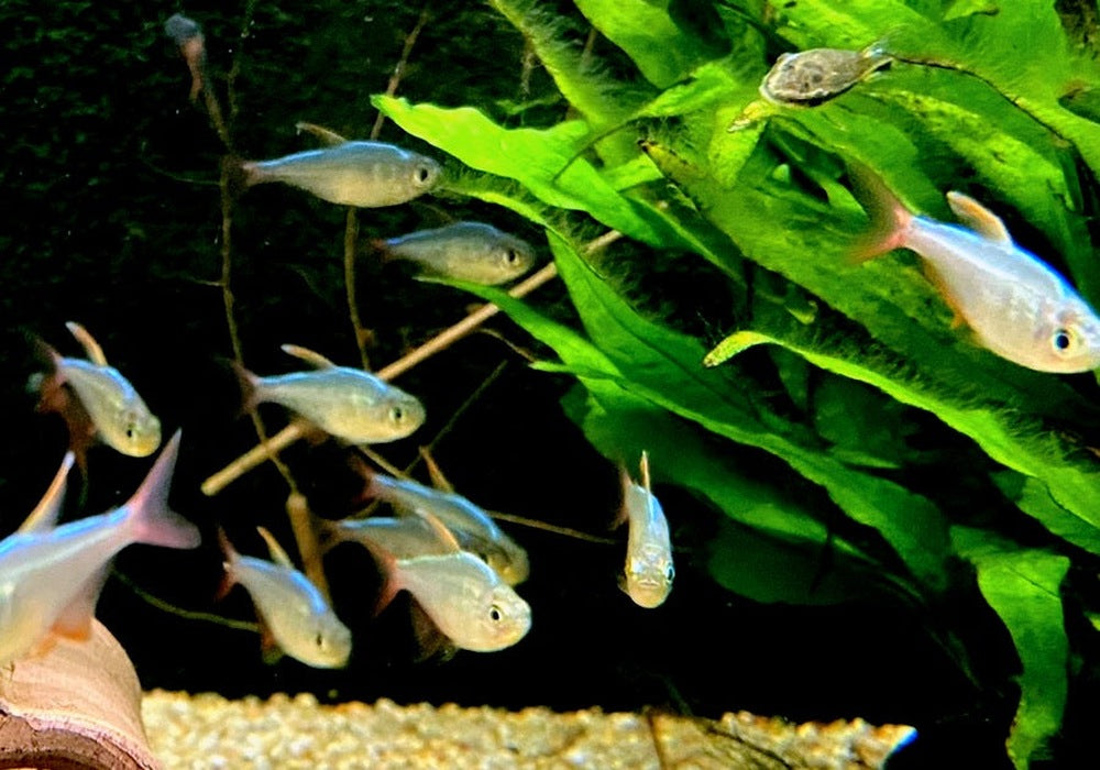 Rotblauer Kolumbianer - Hyphessobrycon columbianus aqua-teck