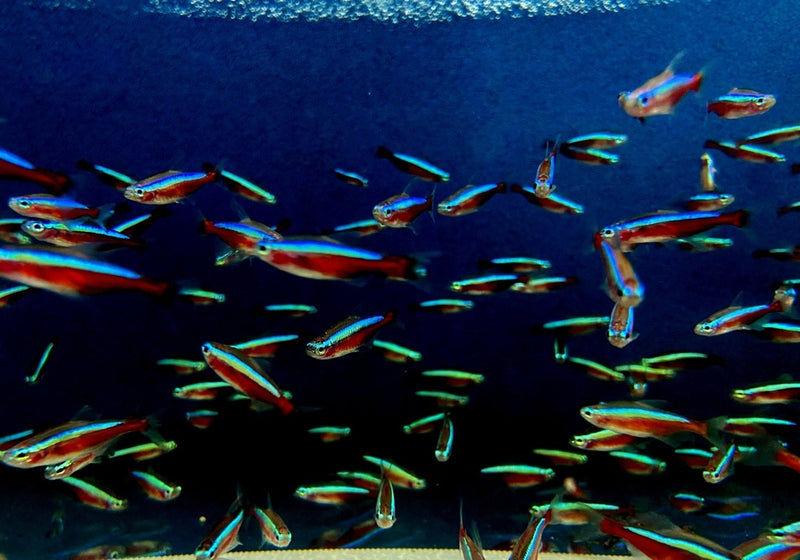 Roter Neon DNZ - Paracheirodon axelrodi aqua-teck