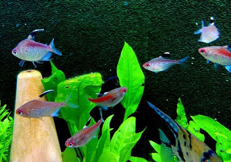 Rotrücken-Kirschflecksalmler - Hyphessobrycon pyrrhonotus aqua-teck